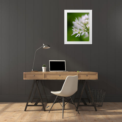 Wild garlic. Germany White Modern Wood Framed Art Print by Zwick, Martin