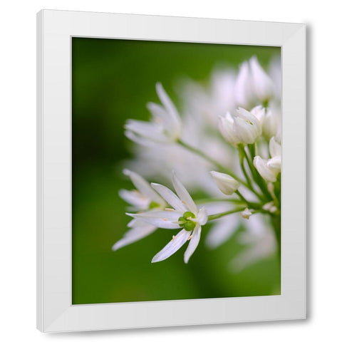 Wild garlic. Germany White Modern Wood Framed Art Print by Zwick, Martin