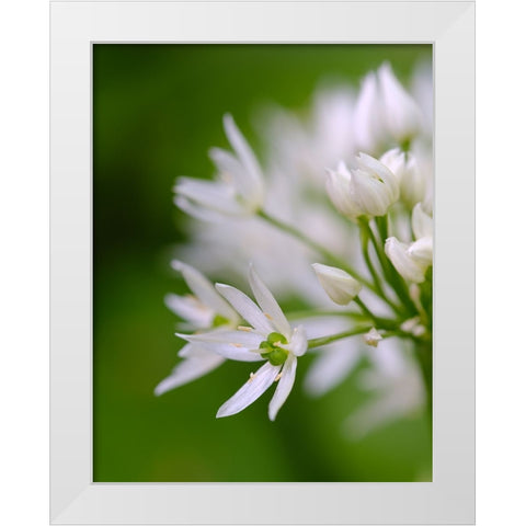 Wild garlic. Germany White Modern Wood Framed Art Print by Zwick, Martin