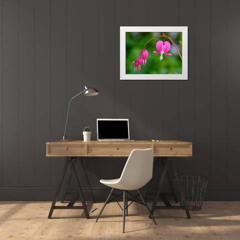 Bleeding heart (Lamprocapnos spectabilis). Germany White Modern Wood Framed Art Print by Zwick, Martin