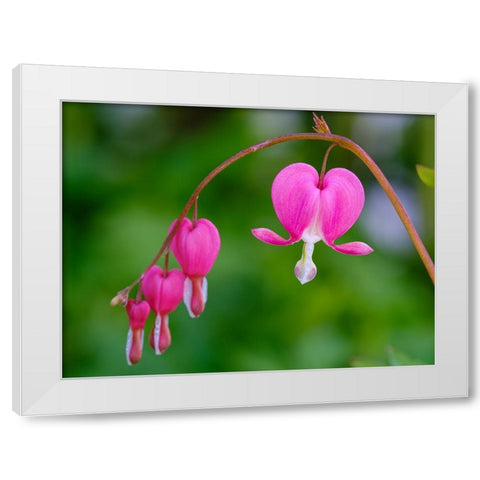 Bleeding heart (Lamprocapnos spectabilis). Germany White Modern Wood Framed Art Print by Zwick, Martin