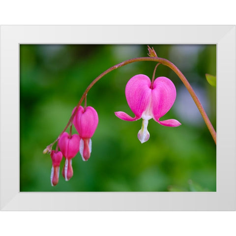 Bleeding heart (Lamprocapnos spectabilis). Germany White Modern Wood Framed Art Print by Zwick, Martin