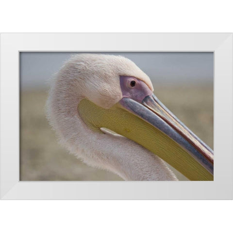 Greece, Mykonos Close-up of head of pink pelican White Modern Wood Framed Art Print by Young, Bill