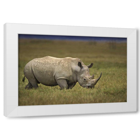 Kenya, Lake Nakuru NP Northern white rhinoceros White Modern Wood Framed Art Print by Grall, Don