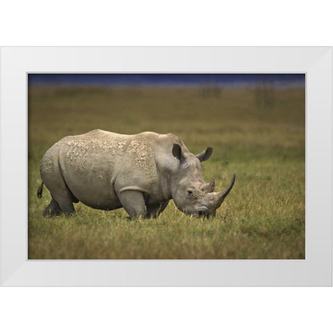 Kenya, Lake Nakuru NP Northern white rhinoceros White Modern Wood Framed Art Print by Grall, Don