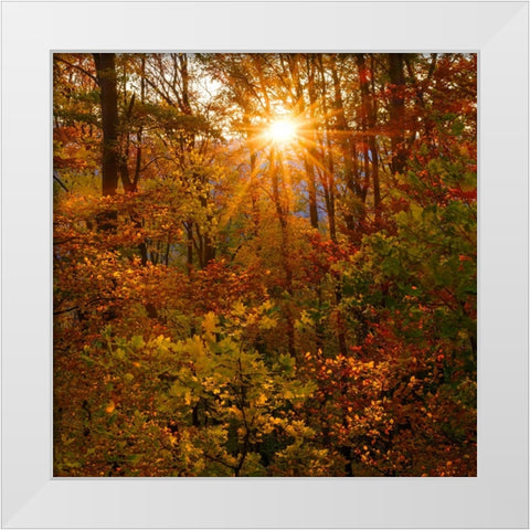 Autumn in the forest of the Koszeg mountains-Geschriebenstein- Hungary White Modern Wood Framed Art Print by Zwick, Martin