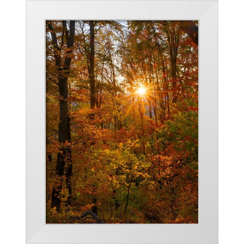 Autumn in the forest of the Koszeg mountains-Geschriebenstein- Hungary White Modern Wood Framed Art Print by Zwick, Martin