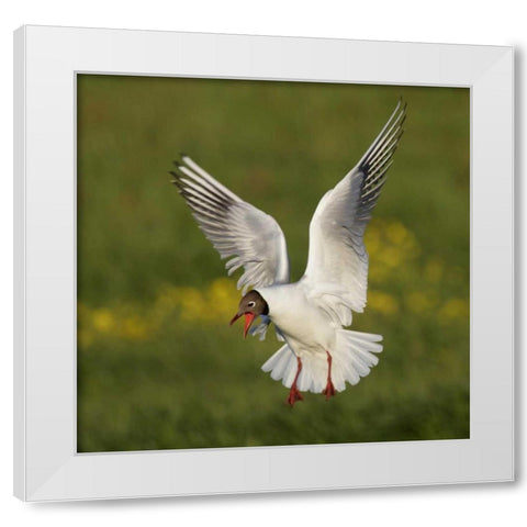 Iceland, Hethnar Black-headed gull screams White Modern Wood Framed Art Print by Morris, Arthur