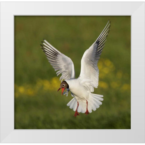 Iceland, Hethnar Black-headed gull screams White Modern Wood Framed Art Print by Morris, Arthur