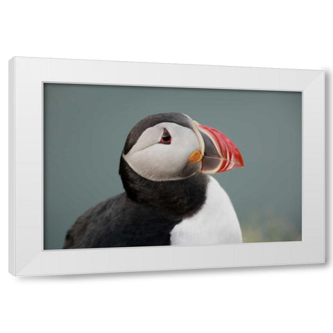 Iceland, Ingolfshofdi Profile of Atlantic puffin White Modern Wood Framed Art Print by Morris, Arthur