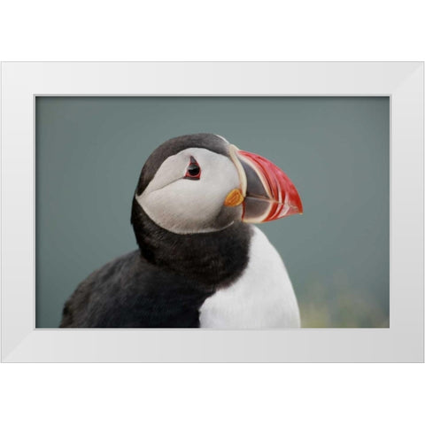 Iceland, Ingolfshofdi Profile of Atlantic puffin White Modern Wood Framed Art Print by Morris, Arthur