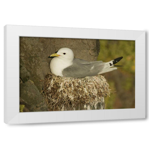 Iceland, Latrabjarg Black-legged kittiwake White Modern Wood Framed Art Print by Morris, Arthur