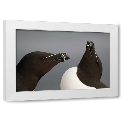 Iceland, Latrabjarg Razorbills in courtship White Modern Wood Framed Art Print by Morris, Arthur
