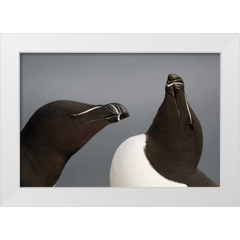 Iceland, Latrabjarg Razorbills in courtship White Modern Wood Framed Art Print by Morris, Arthur