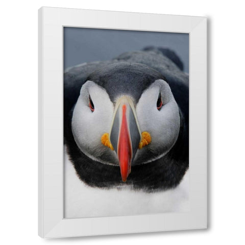 Iceland, Latrabjarg Atlantic puffin head White Modern Wood Framed Art Print by Morris, Arthur