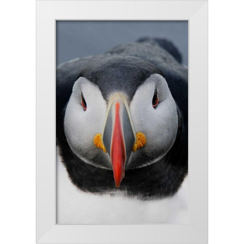Iceland, Latrabjarg Atlantic puffin head White Modern Wood Framed Art Print by Morris, Arthur