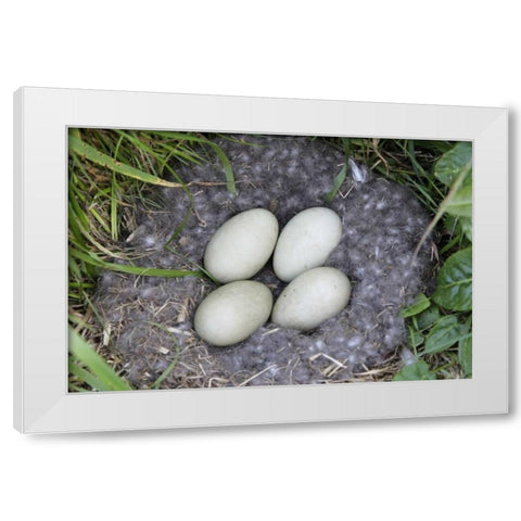 Iceland, Snaefellsnes Common eider nest and eggs White Modern Wood Framed Art Print by Morris, Arthur