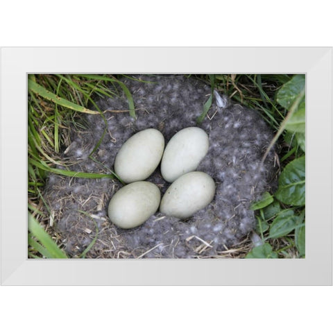 Iceland, Snaefellsnes Common eider nest and eggs White Modern Wood Framed Art Print by Morris, Arthur