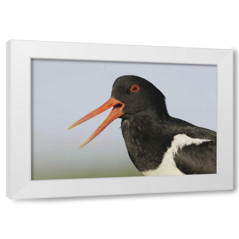 Iceland, Snaefellsnes Eurasian oystercatcher White Modern Wood Framed Art Print by Morris, Arthur