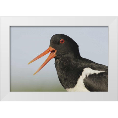 Iceland, Snaefellsnes Eurasian oystercatcher White Modern Wood Framed Art Print by Morris, Arthur
