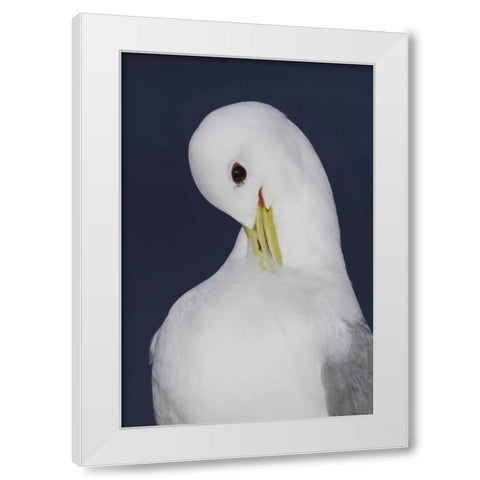 Iceland, Latrabjarg Black-legged kittiwake White Modern Wood Framed Art Print by Morris, Arthur