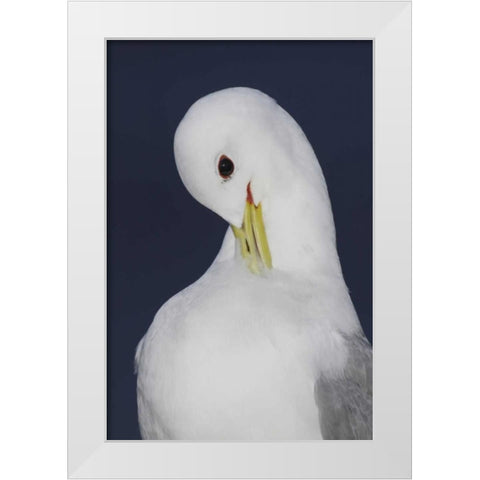 Iceland, Latrabjarg Black-legged kittiwake White Modern Wood Framed Art Print by Morris, Arthur