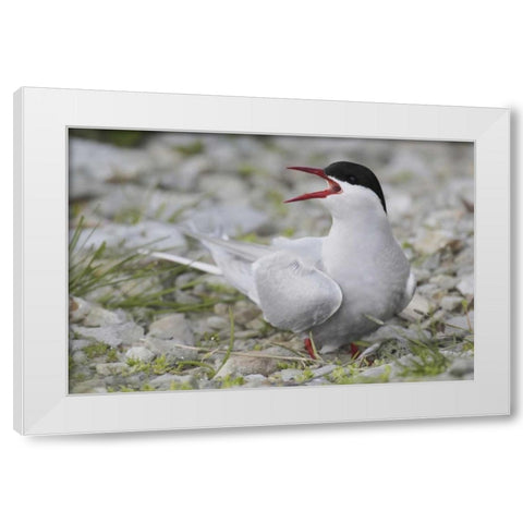 Iceland Artic tern screams while guarding egg White Modern Wood Framed Art Print by Morris, Arthur