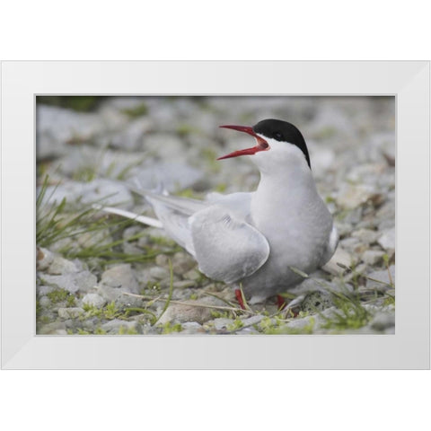 Iceland Artic tern screams while guarding egg White Modern Wood Framed Art Print by Morris, Arthur