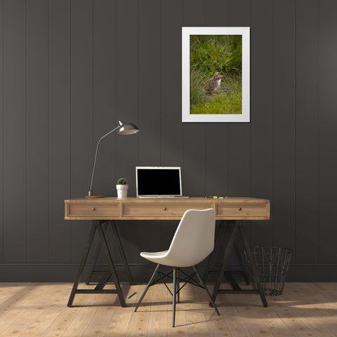 Iceland, Snaefellsnes A newborn Arctic tern White Modern Wood Framed Art Print by Grall, Don