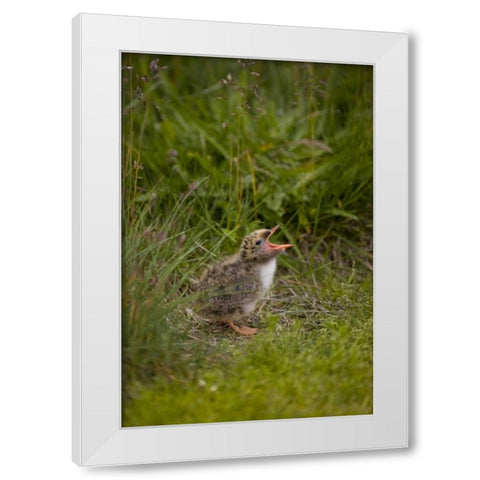 Iceland, Snaefellsnes A newborn Arctic tern White Modern Wood Framed Art Print by Grall, Don