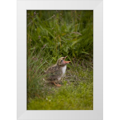 Iceland, Snaefellsnes A newborn Arctic tern White Modern Wood Framed Art Print by Grall, Don