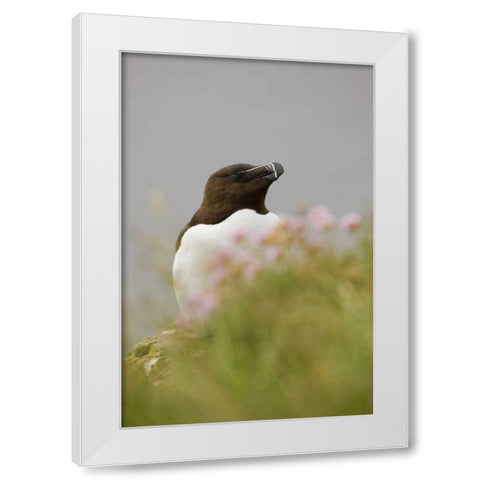 Iceland, Latrabjarg Razorbill behind flowers White Modern Wood Framed Art Print by Grall, Don