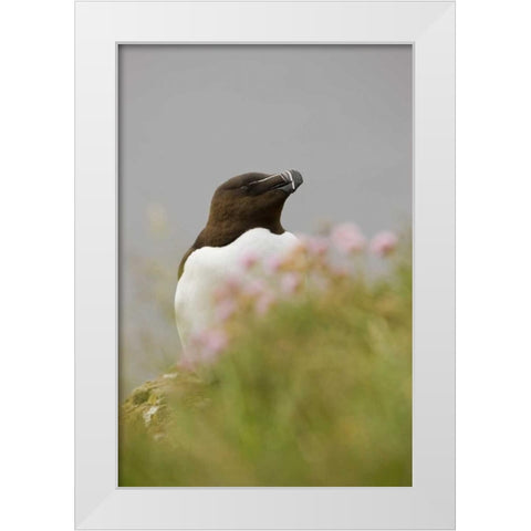 Iceland, Latrabjarg Razorbill behind flowers White Modern Wood Framed Art Print by Grall, Don