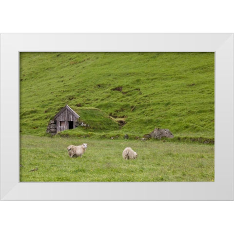 Iceland, Skogar Icelandic sheep by a hut White Modern Wood Framed Art Print by Grall, Don
