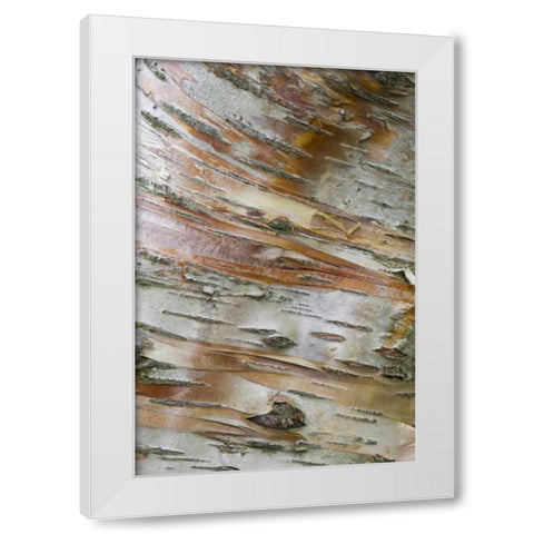 Iceland, Akureyri Bark detail on a birch tree White Modern Wood Framed Art Print by Grall, Don