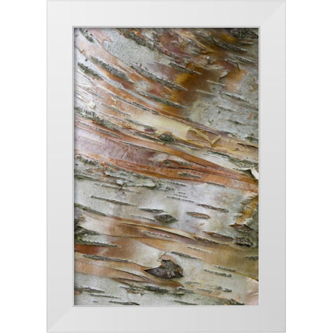 Iceland, Akureyri Bark detail on a birch tree White Modern Wood Framed Art Print by Grall, Don