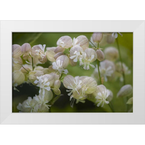 Iceland, Akureyri Freravorblum flowers White Modern Wood Framed Art Print by Grall, Don