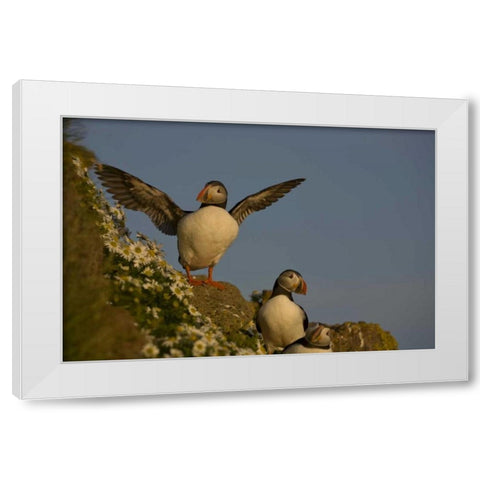 Iceland, Latrabjarg Atlantic puffin on cliff White Modern Wood Framed Art Print by Grall, Don