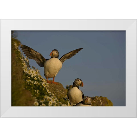 Iceland, Latrabjarg Atlantic puffin on cliff White Modern Wood Framed Art Print by Grall, Don