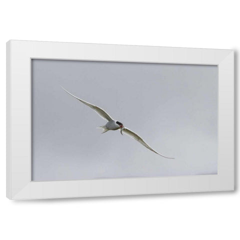 Iceland, Vik Arctic tern with small fish in beak White Modern Wood Framed Art Print by Young, Bill