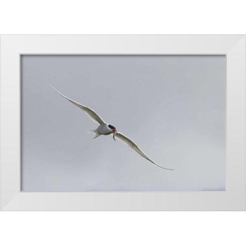 Iceland, Vik Arctic tern with small fish in beak White Modern Wood Framed Art Print by Young, Bill