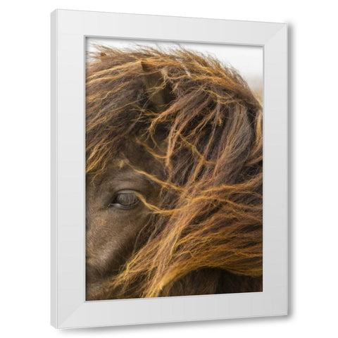 Europe, Iceland Icelandic horses head White Modern Wood Framed Art Print by Illg, Cathy and Gordon