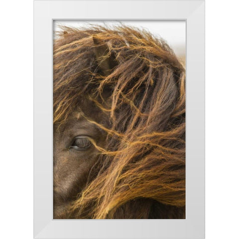 Europe, Iceland Icelandic horses head White Modern Wood Framed Art Print by Illg, Cathy and Gordon