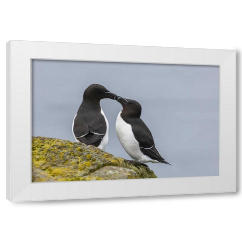 Iceland, Latrabjarg Razorbills in courtship White Modern Wood Framed Art Print by Illg, Cathy and Gordon