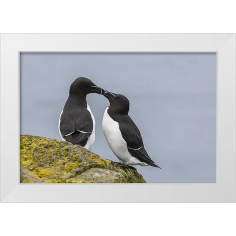 Iceland, Latrabjarg Razorbills in courtship White Modern Wood Framed Art Print by Illg, Cathy and Gordon