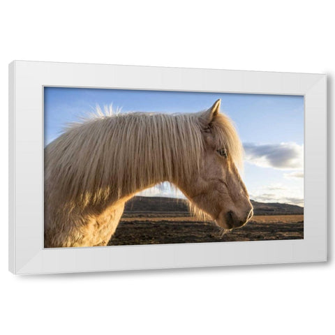 Iceland Portrait of Icelandic horse White Modern Wood Framed Art Print by Young, Bill
