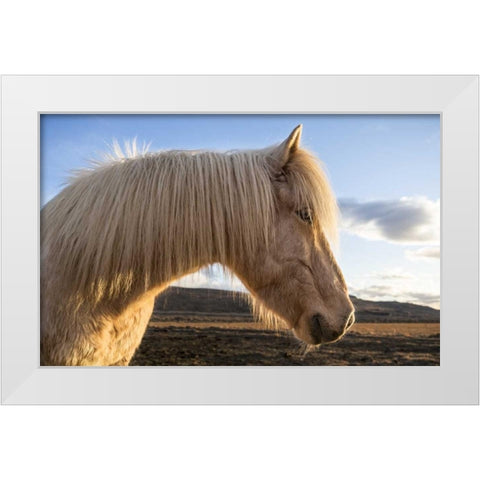 Iceland Portrait of Icelandic horse White Modern Wood Framed Art Print by Young, Bill