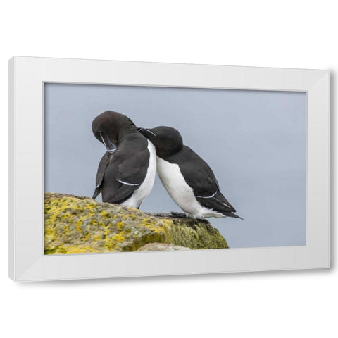 Iceland, Latrabjarg Razorbills courting White Modern Wood Framed Art Print by Illg, Cathy and Gordon