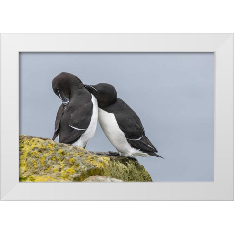 Iceland, Latrabjarg Razorbills courting White Modern Wood Framed Art Print by Illg, Cathy and Gordon
