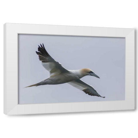 Iceland, Snaefellsnes Northern gannet gliding White Modern Wood Framed Art Print by Illg, Cathy and Gordon